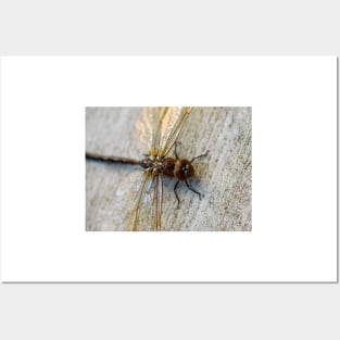 Macro Dragonfly Photography Art Posters and Art